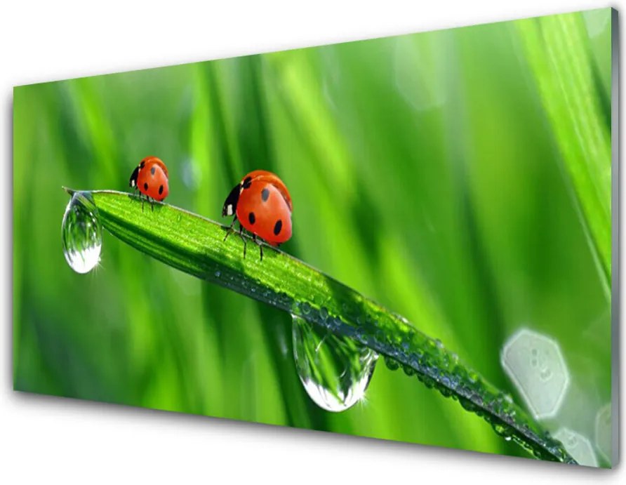 Szkło do Kuchni na Ścianę Biedronka w Porannej Rosie