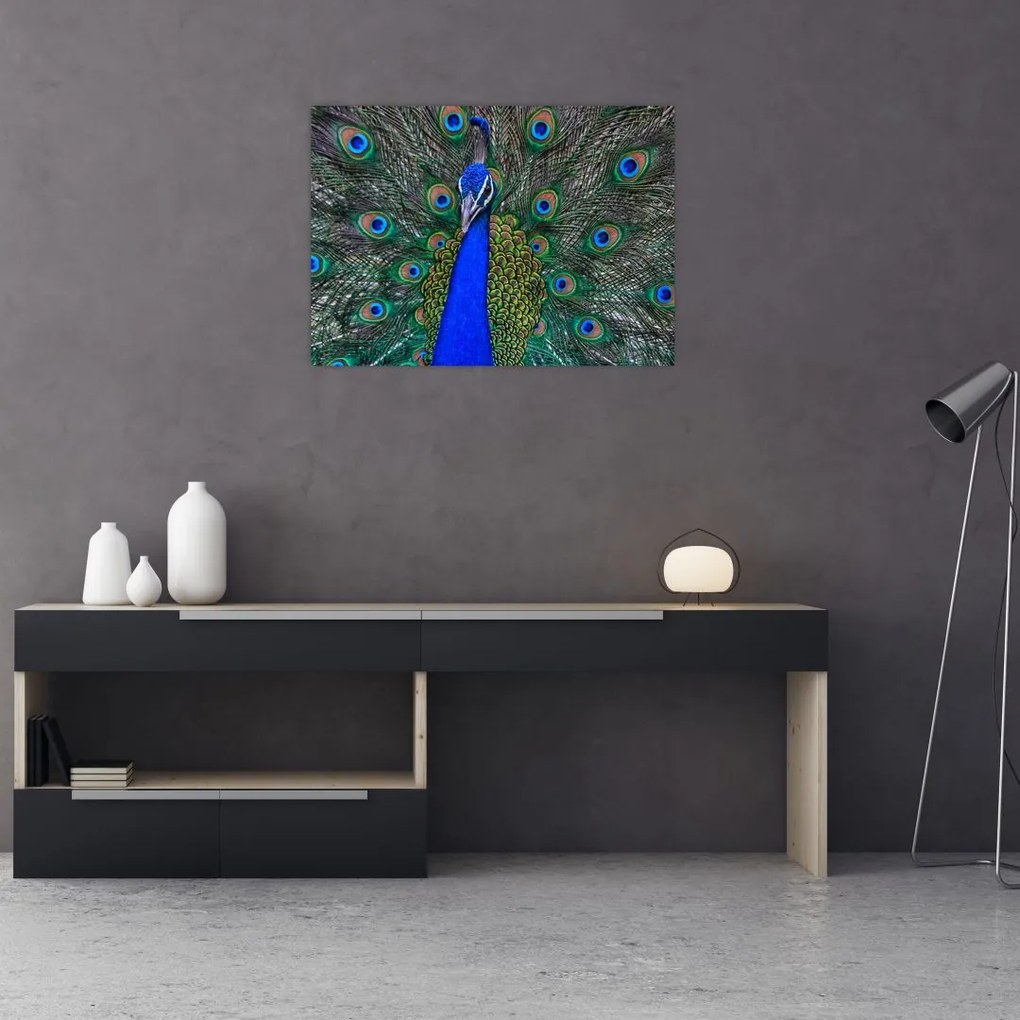 Obraz na szkle - Paw (70x50 cm)