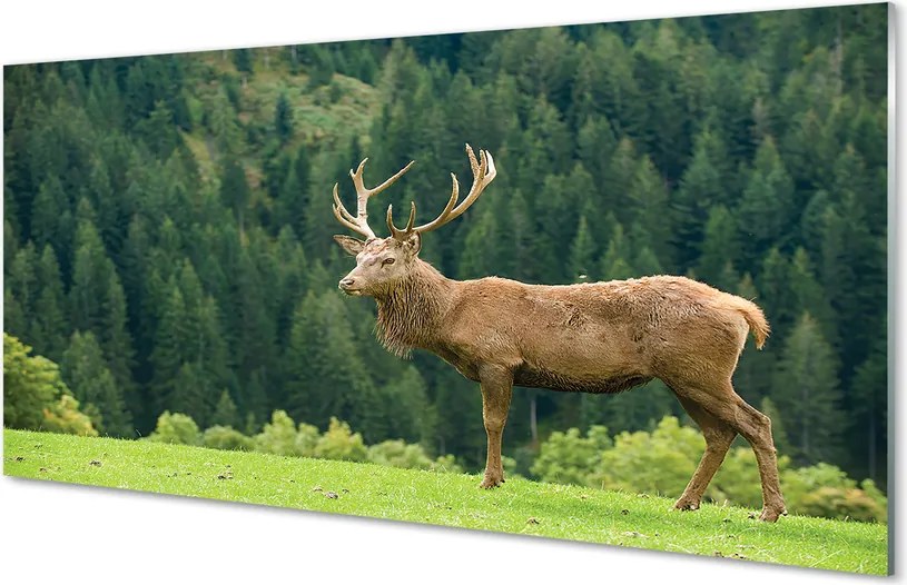 Panel nad Blat Kuchenny Jeleń na Otwartym Polu