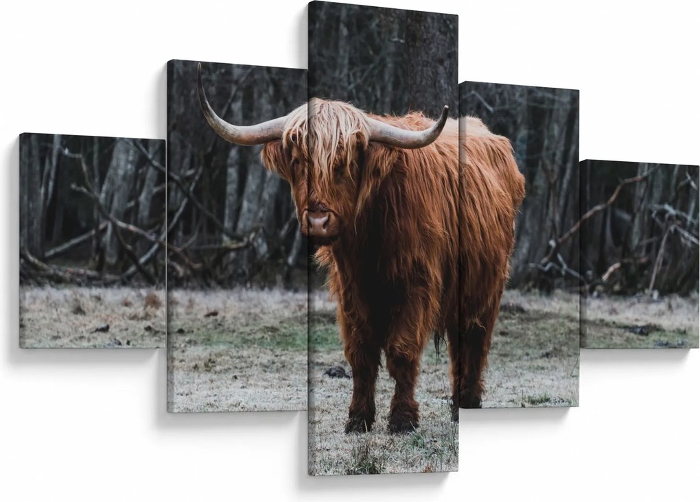 Obraz - Szkocka krowa 2 (125x70 cm)
