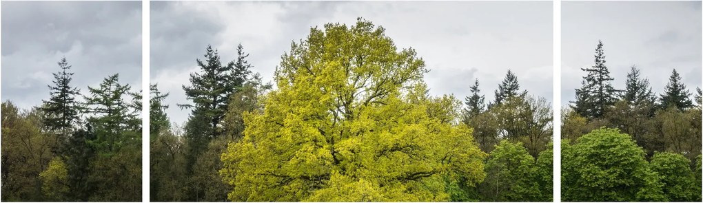 Obraz zielonego drzewa na środku pola (170x50 cm)