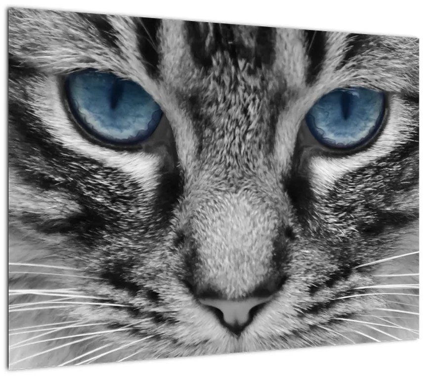 Obraz na szkle kota (70x50 cm)