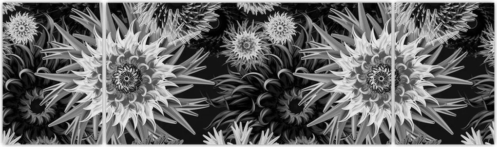 Obraz - Czarne i białe osty (170x50 cm)