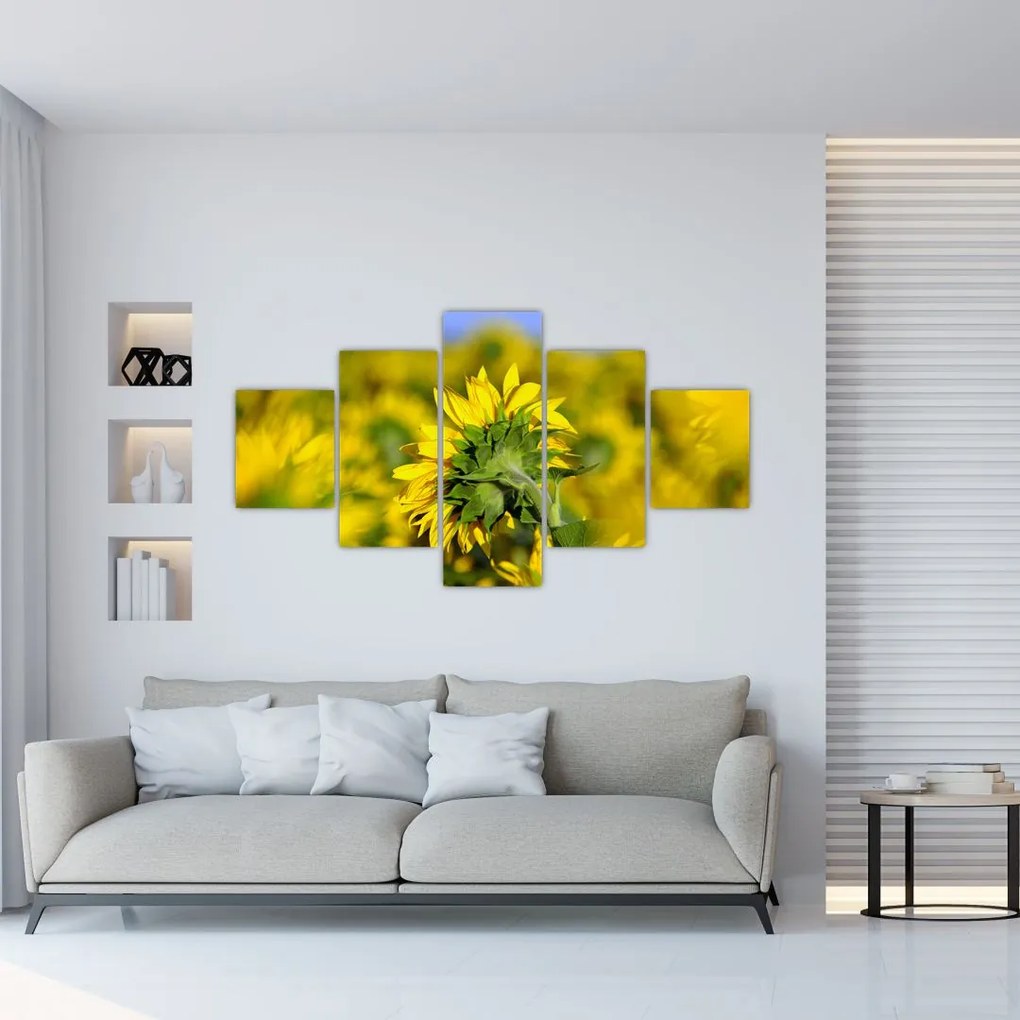 Obraz słonecznika (125x70 cm)