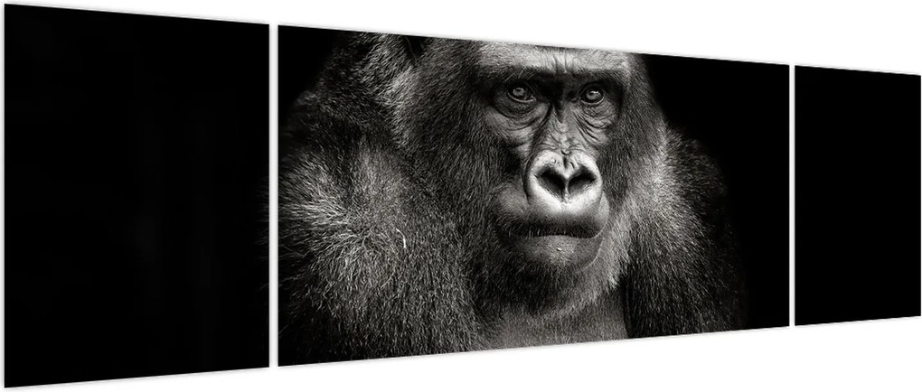 Obraz - Goryl (170x50 cm)