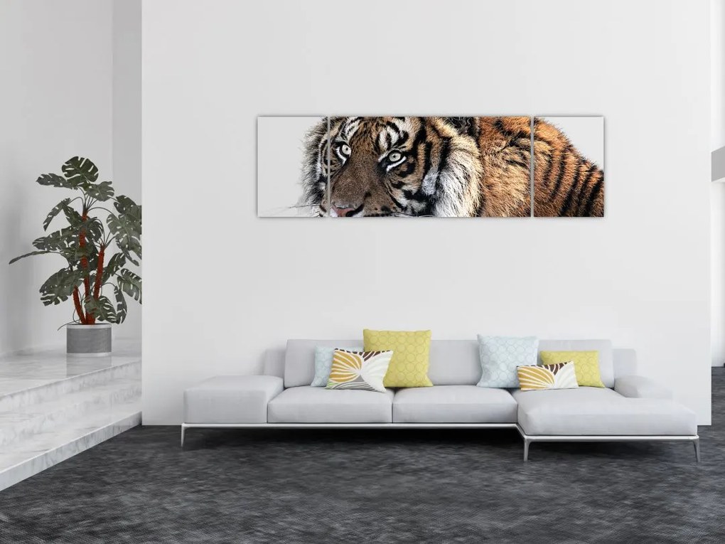 Obraz tygrysa (170x50 cm)