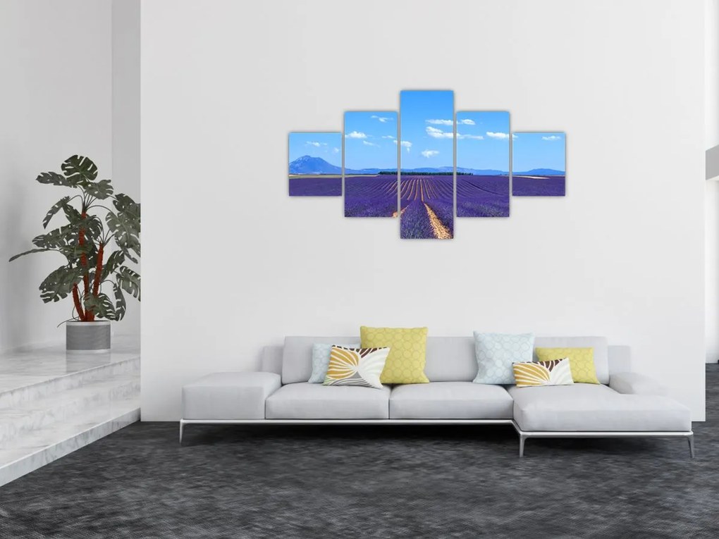 Obraz - Pole lawendy (125x70 cm)
