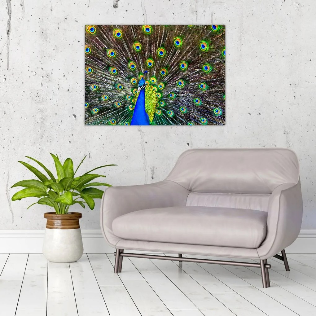 Obraz - Paw (70x50 cm)