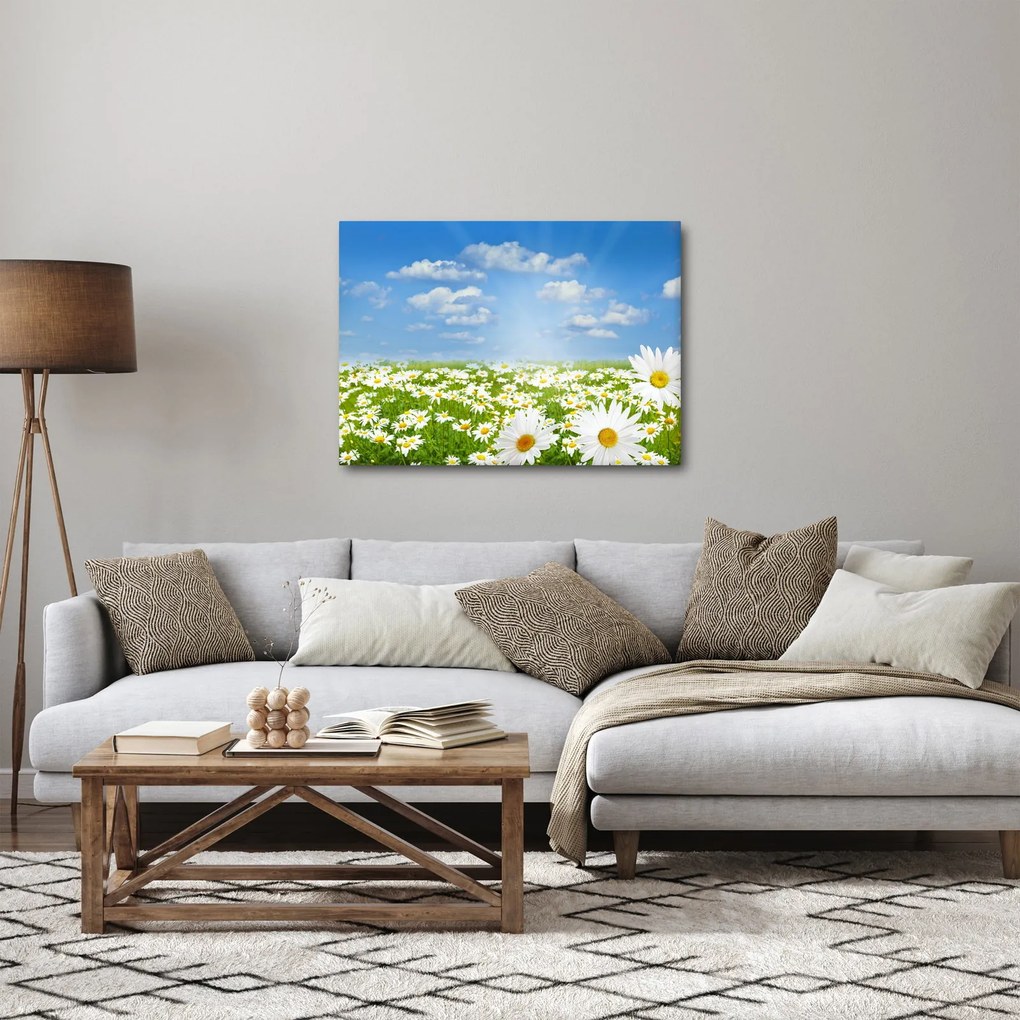 Obraz kwitnącej łąki ze stokrotkami (70x50 cm)