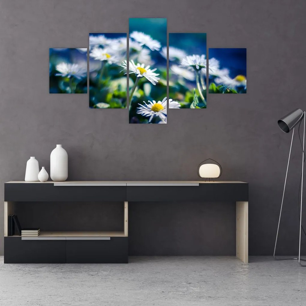 Obraz stokrotek (125x70 cm)
