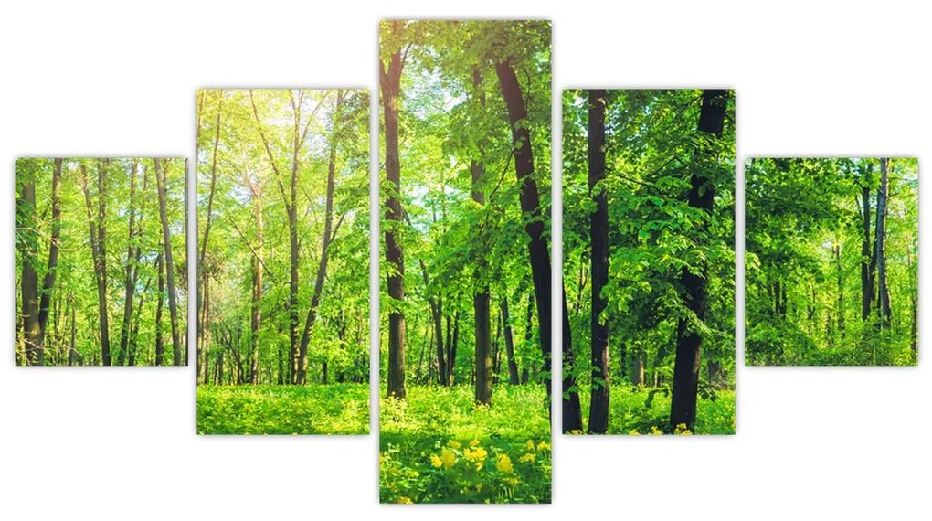 Obraz - Wiosenny las liściasty (125x70 cm)