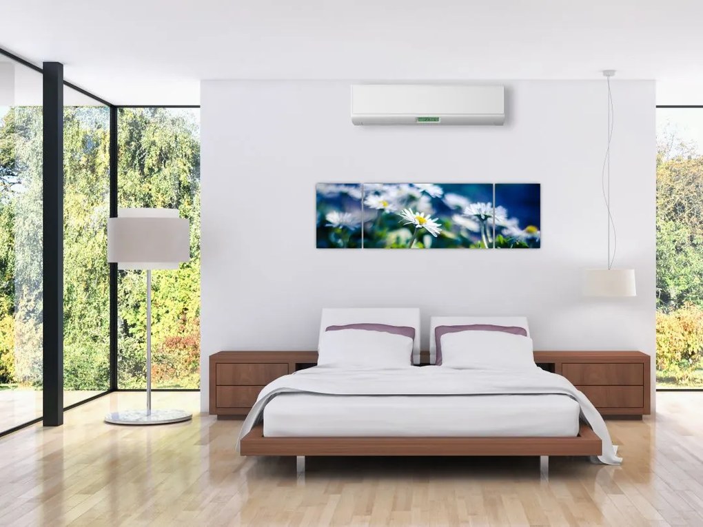 Obraz stokrotek (170x50 cm)