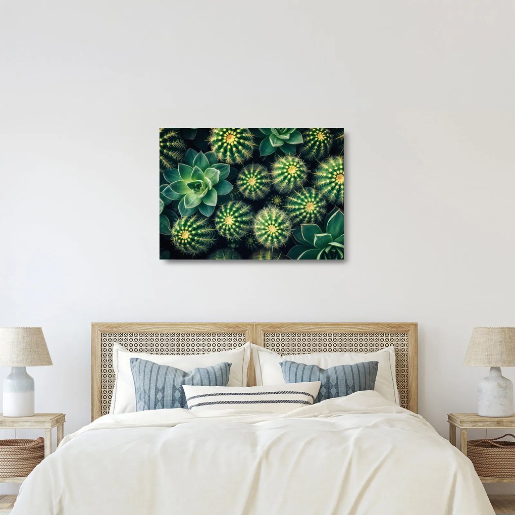 Obraz na szkle - Kaktusy (70x50 cm)