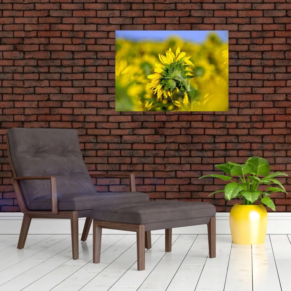 Obraz na szkle słonecznika (70x50 cm)