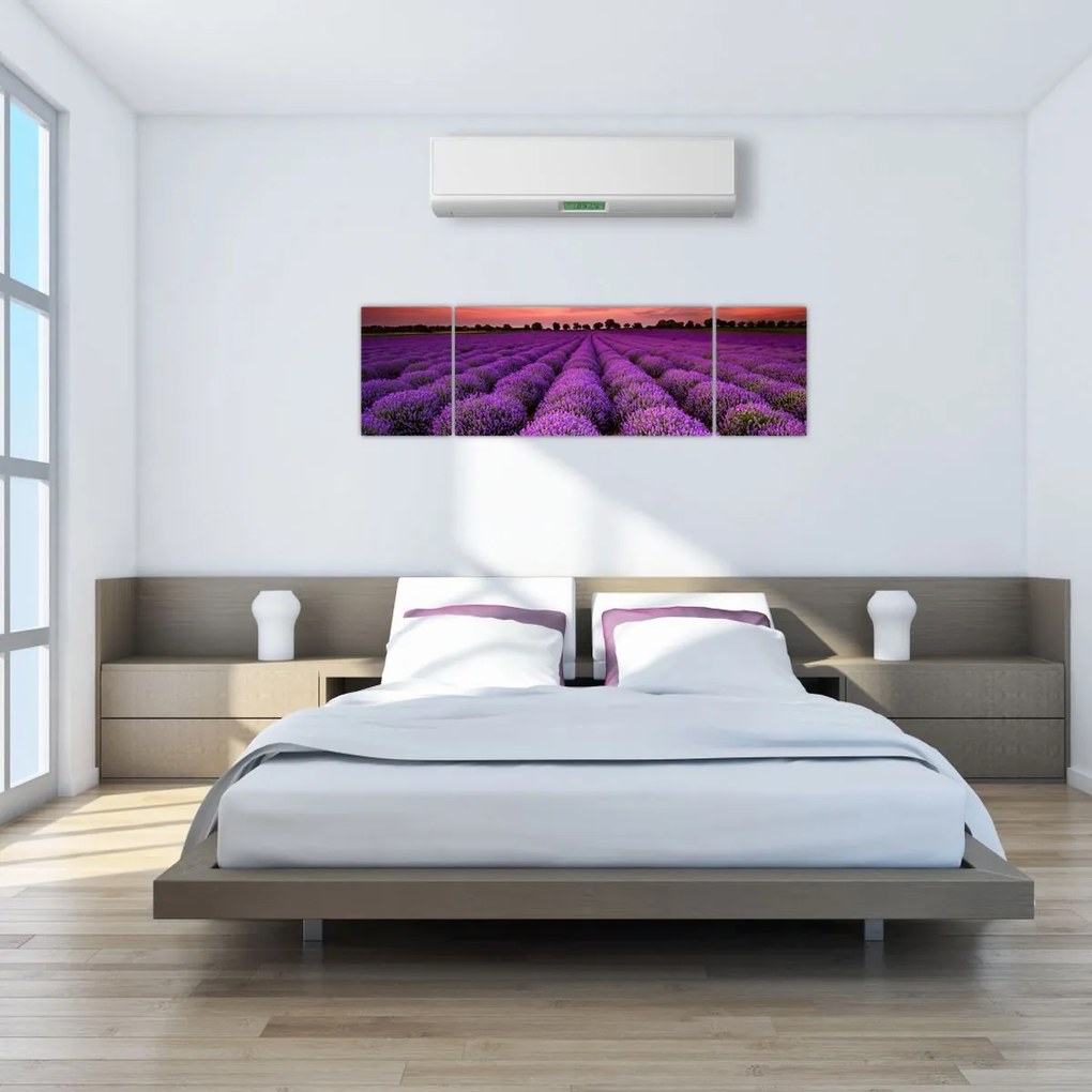 Obraz - Pole lawendy (170x50 cm)