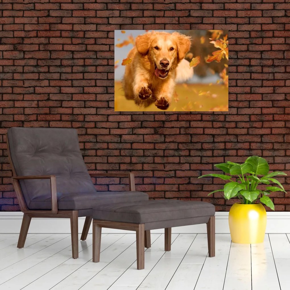Obraz na szkle - Golden Retriever (70x50 cm)