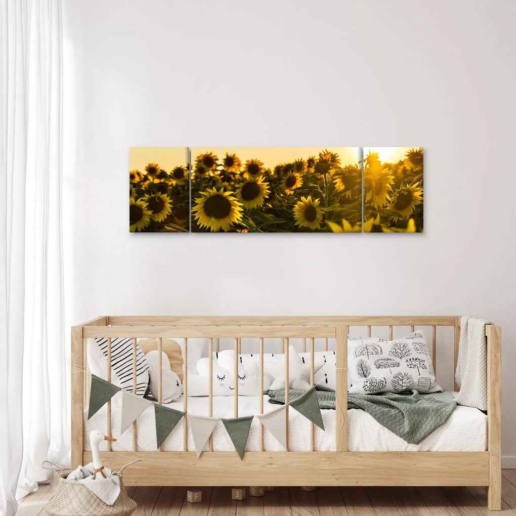 Obraz pola słoneczników (170x50 cm)