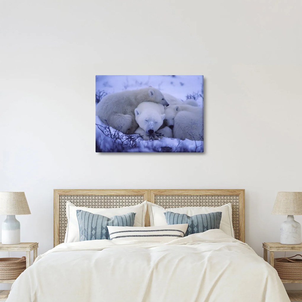 Obraz - Niedźwiadki polarne (70x50 cm)