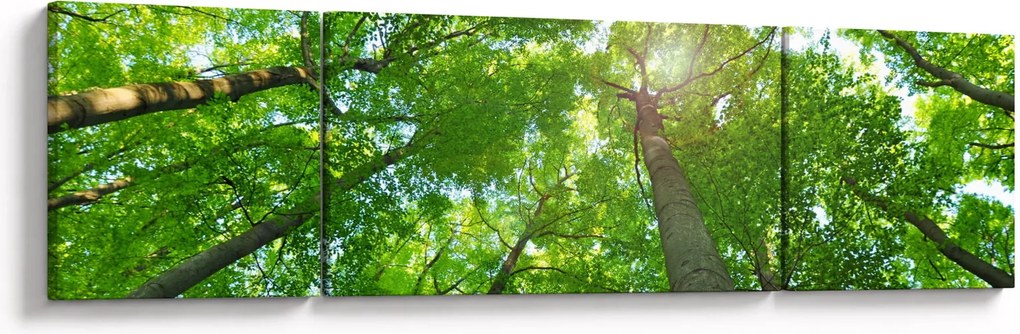 Obraz - Las (170x50 cm)