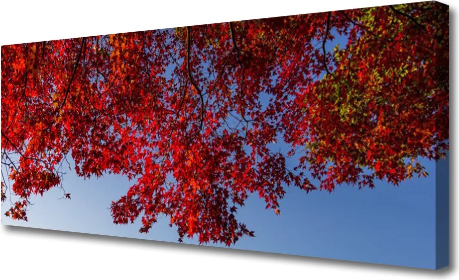 Obraz canvas Rozłożysta Korona Drzewa