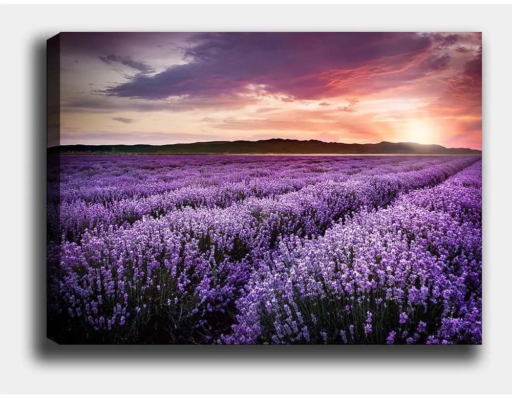 Obraz 100x70 cm Lavender Field – Wallity