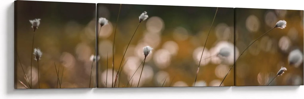 Obraz - Łąka z trawą bawełnianą N⁰2 (170x50 cm)