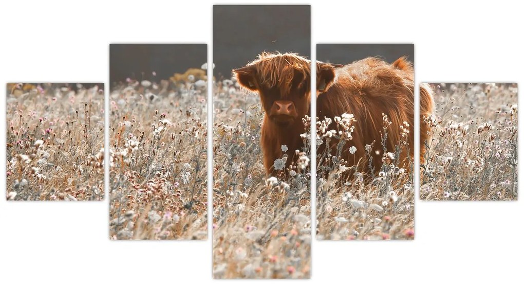 Obraz - Szkocka krowa w kwiatach (125x70 cm)