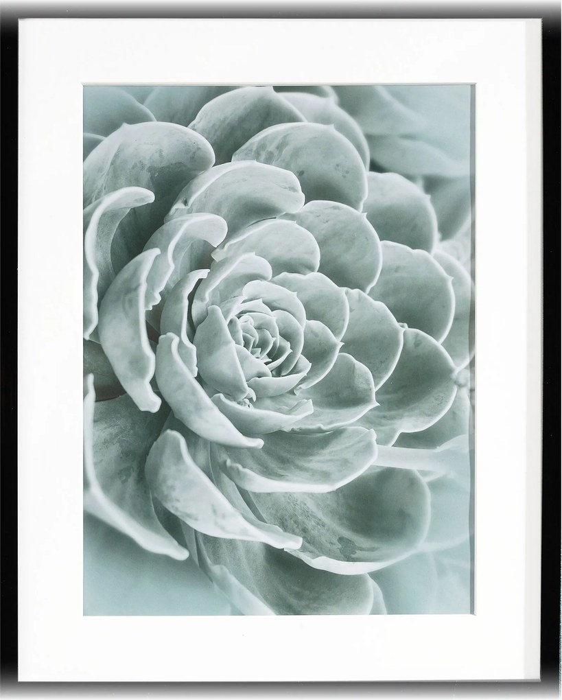 Obraz Succulents I 40x50cm