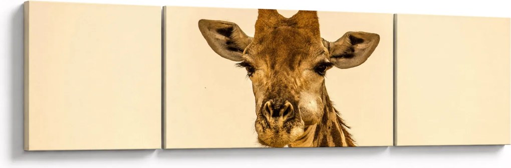 Obraz żyrafy (170x50 cm)