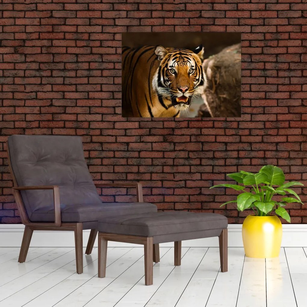 Obraz tygrysa (70x50 cm)