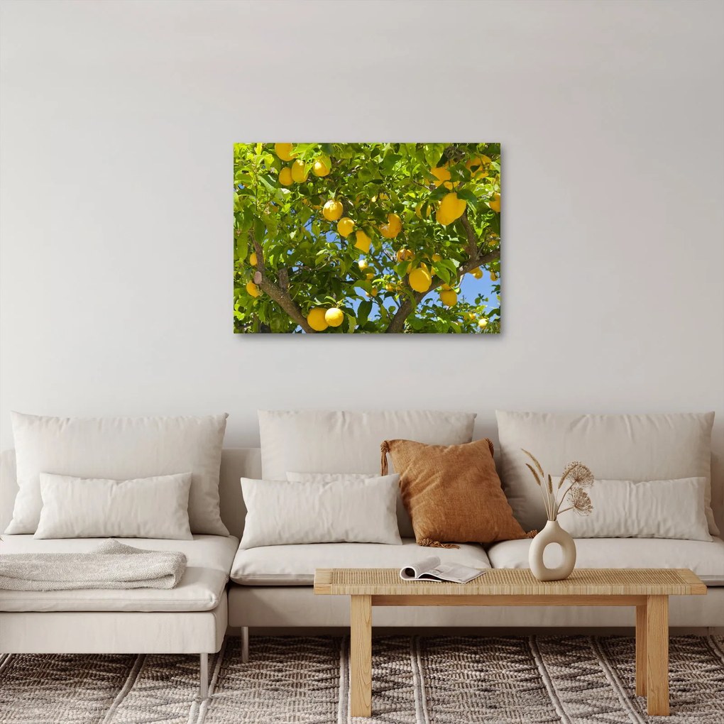 Obraz - Drzewo cytrynowe (70x50 cm)