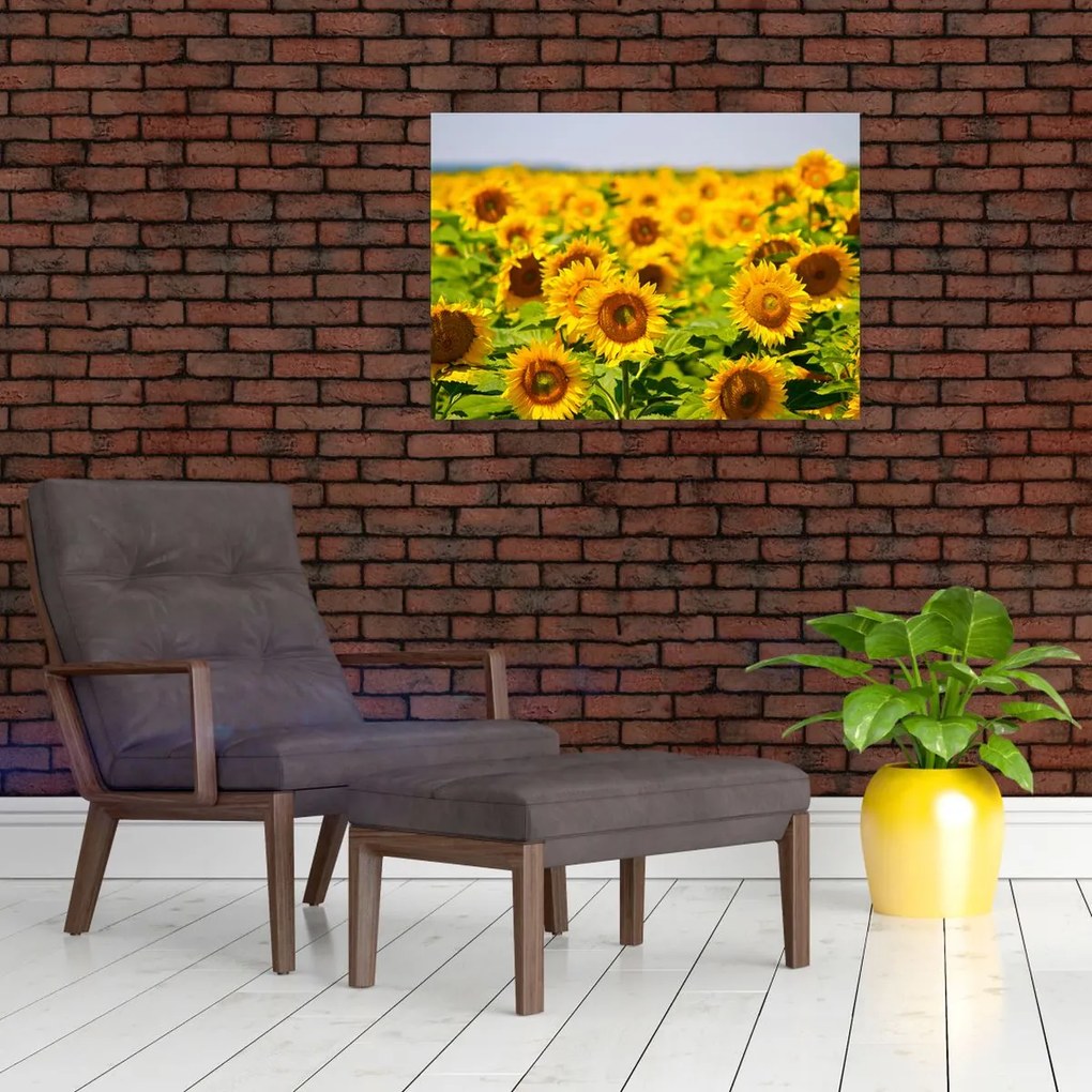 Obraz - Słoneczniki (70x50 cm)