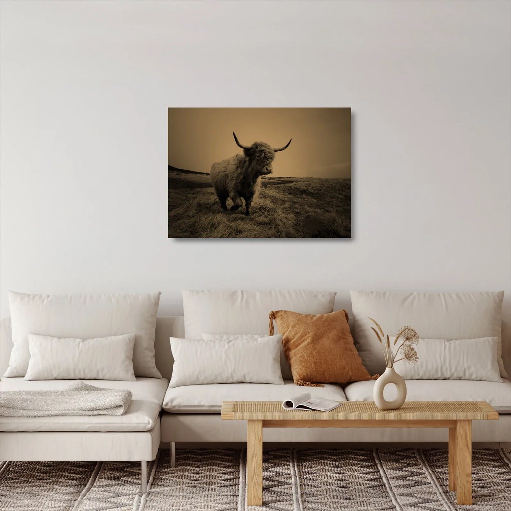 Obraz na szkle - Szkocka krowa na wolności (70x50 cm)