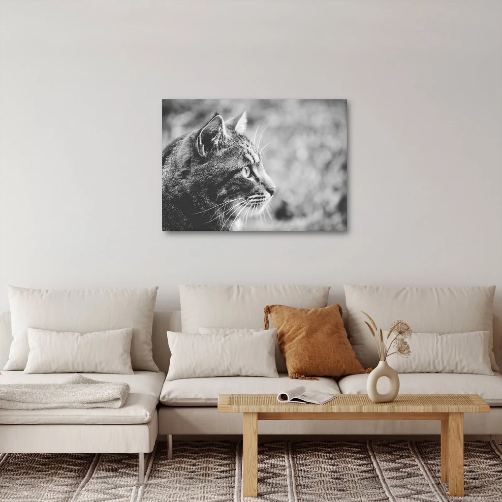 Obraz - Kot (70x50 cm)