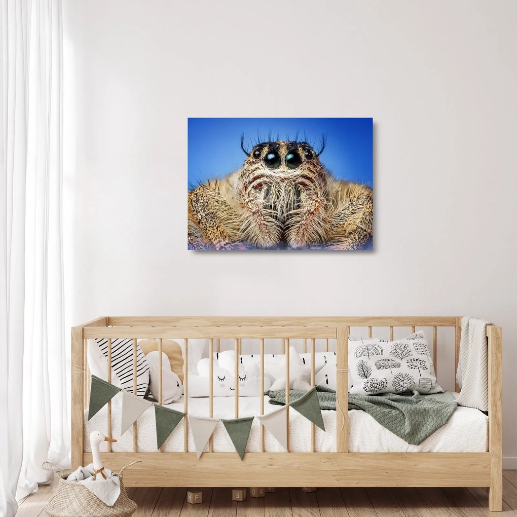 Obraz na szkle szczegółu pająka (70x50 cm)