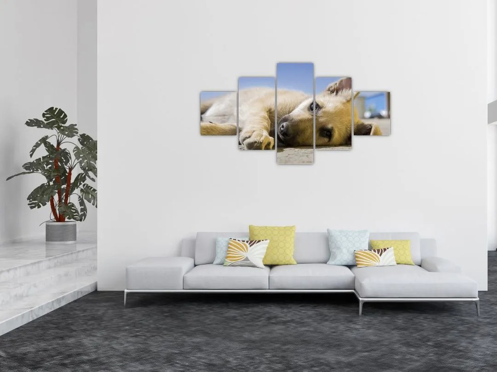 Obraz leżącego szczeniaka (125x70 cm)