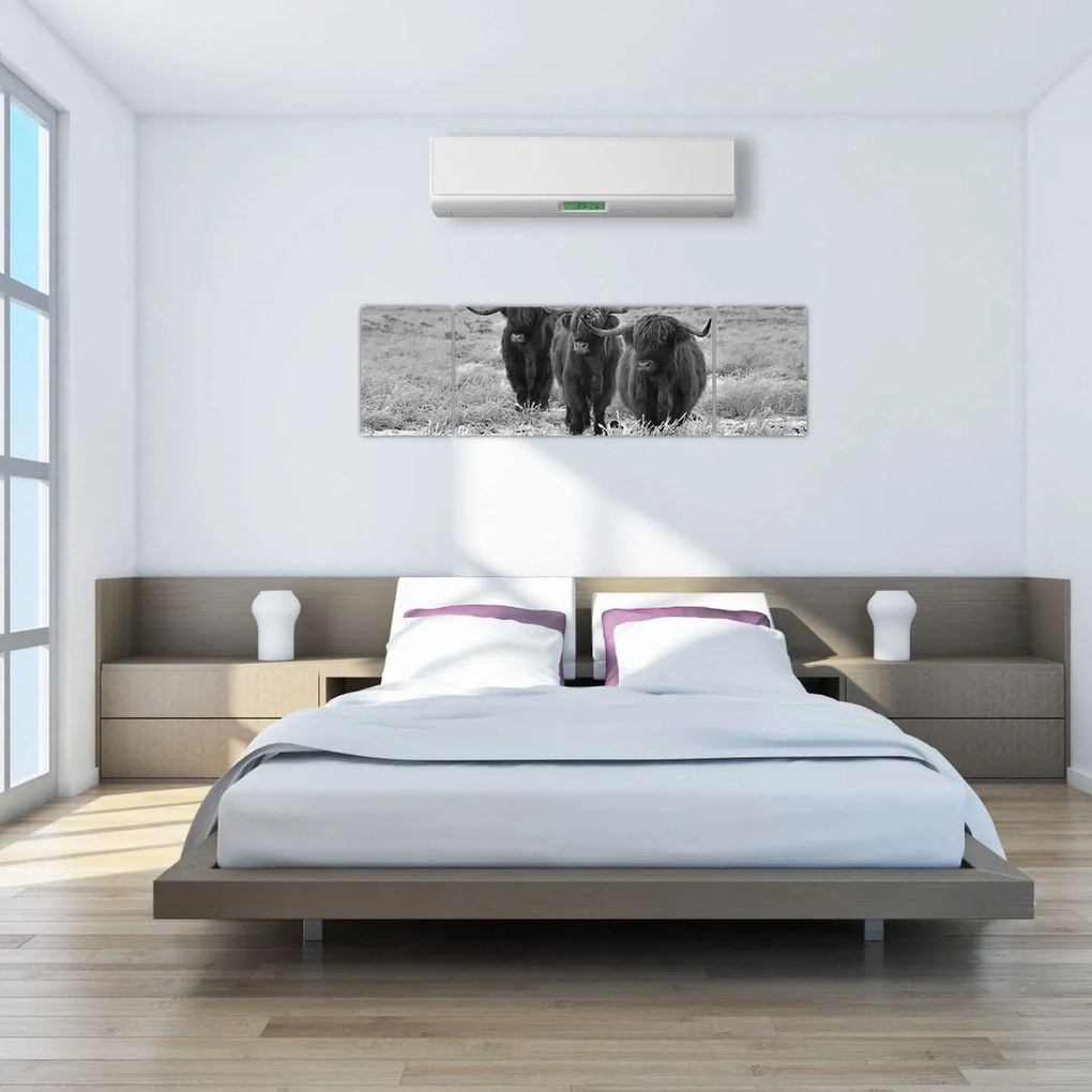 Obraz - Szkockie krowy (170x50 cm)
