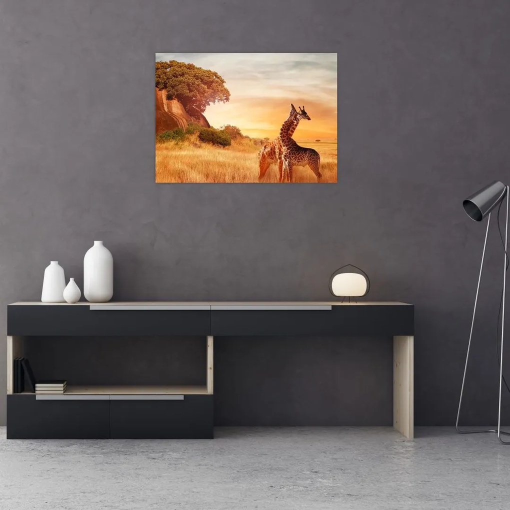 Obraz - Żyrafy w Afryce (70x50 cm)