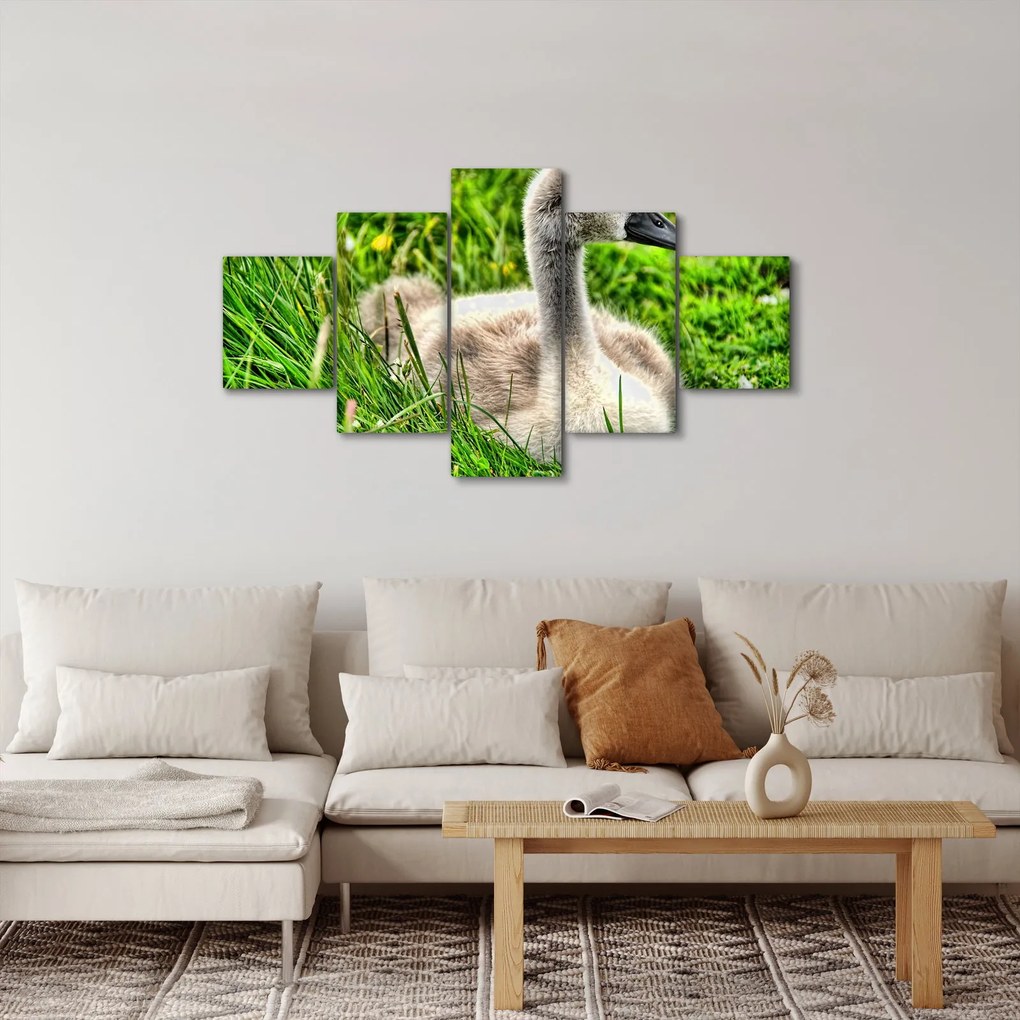 Obraz - mały łabędź w trawie (125x70 cm)