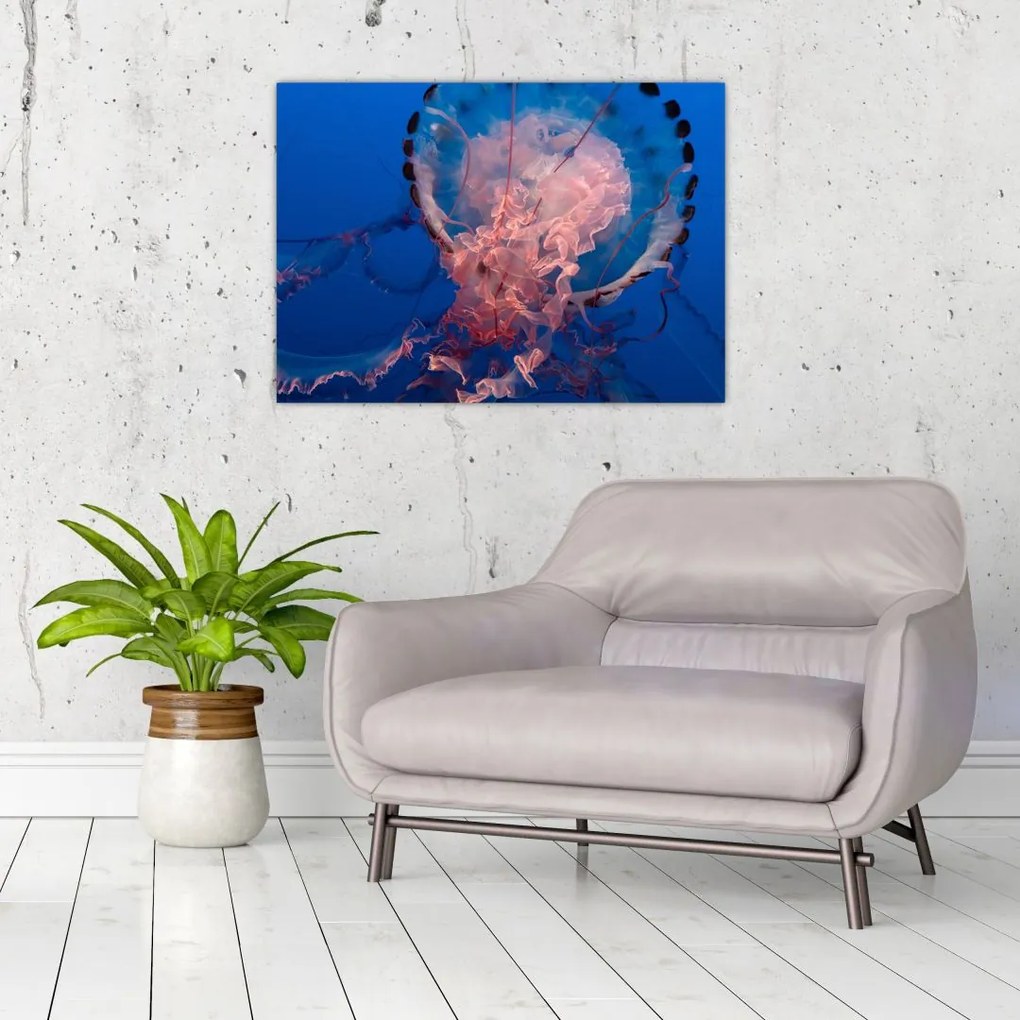 Obraz na szkle meduzy (70x50 cm)