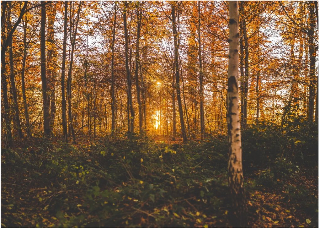 Obraz jesiennego lasu (70x50 cm)