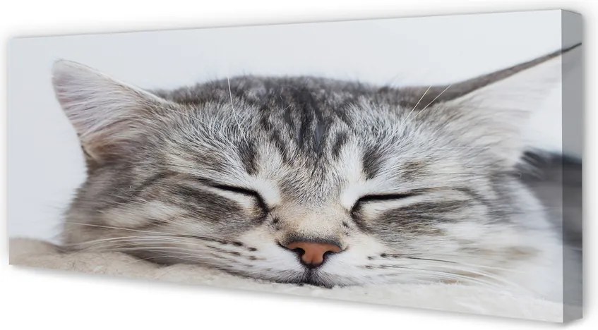 Obraz na płótnie Słodki Śpiący Kot