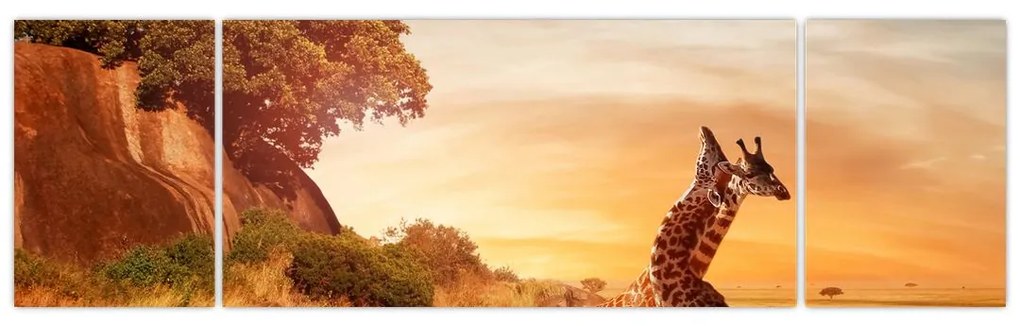 Obraz - Żyrafy w Afryce (170x50 cm)
