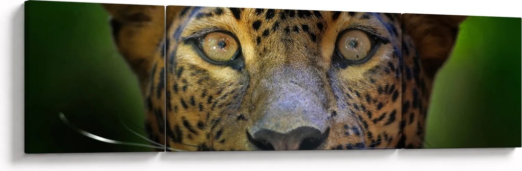 Obraz - Portret lamparta, Sri Lanka (170x50 cm)