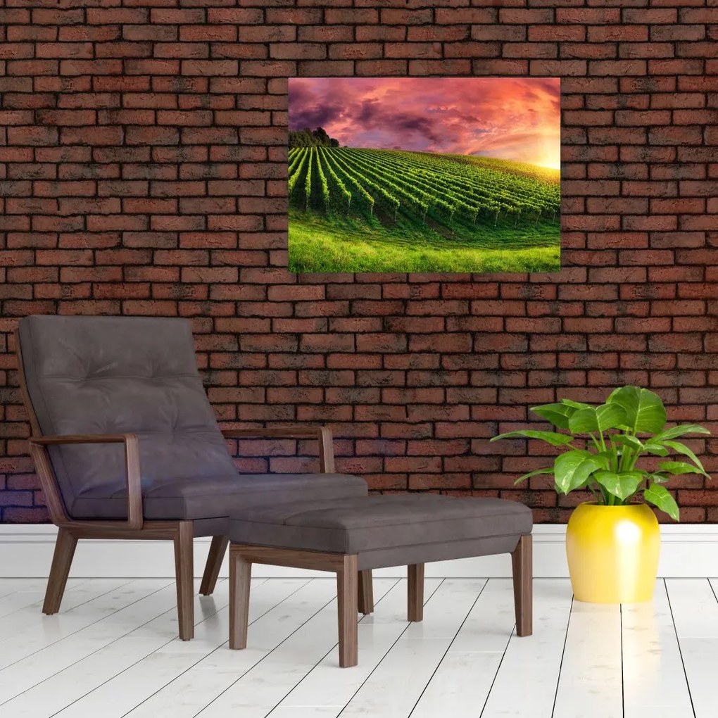 Obraz winnicy z kolorowym niebem (70x50 cm)