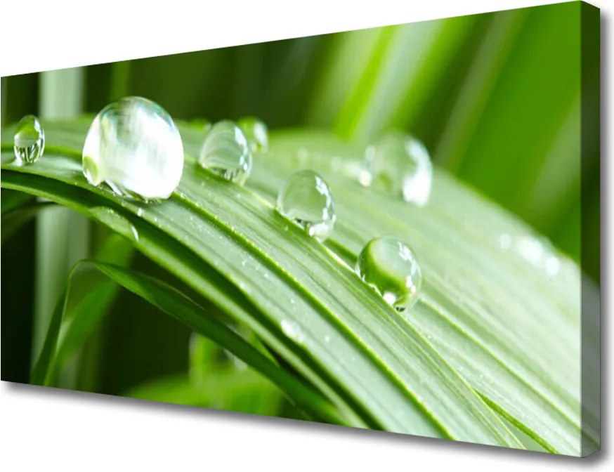 Obraz na płótnie Kropla Rosy w Makrofotografii