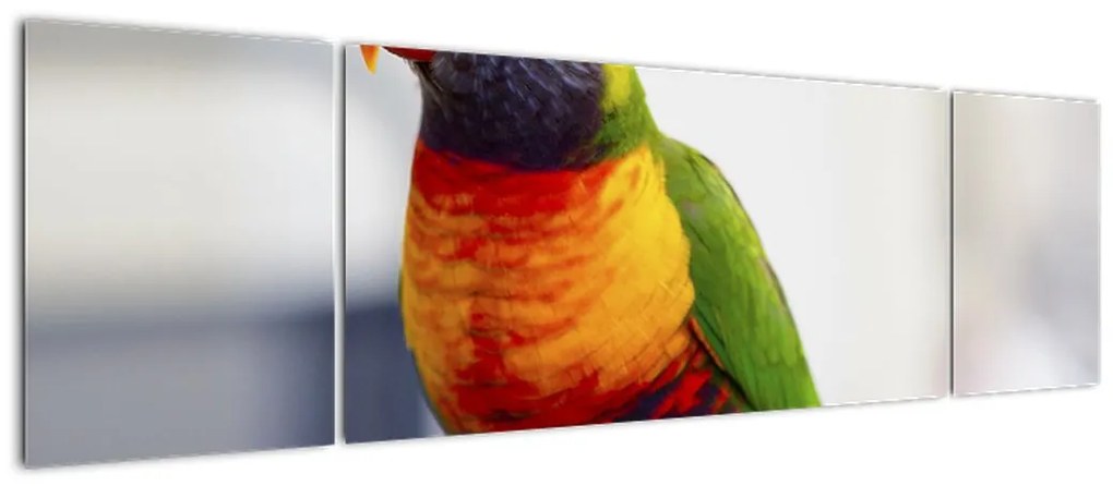 Obraz papugi (170x50 cm)
