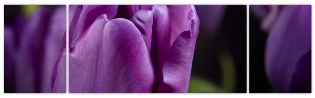 Obraz kwiatów tulipanów (170x50 cm)