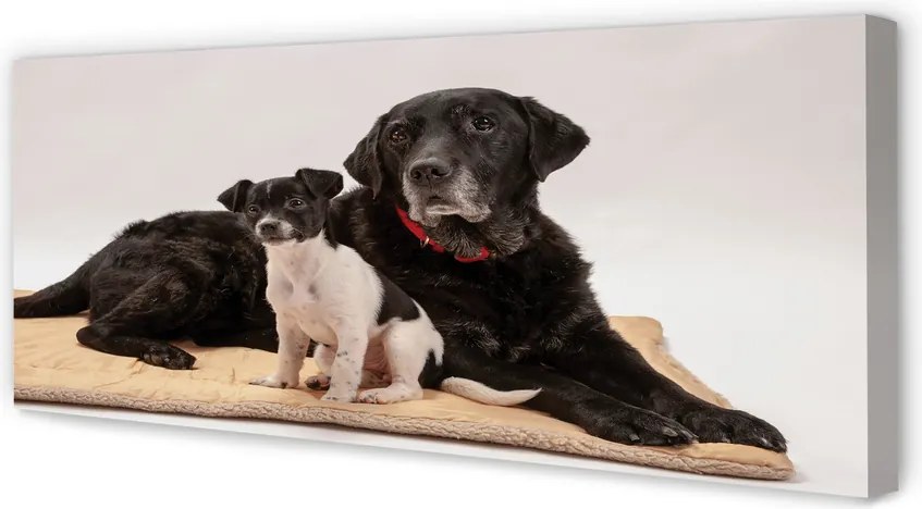 Duży obraz na płótnie Odpoczywające Psy