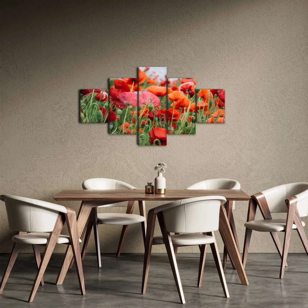 Obraz pola maków (125x70 cm)